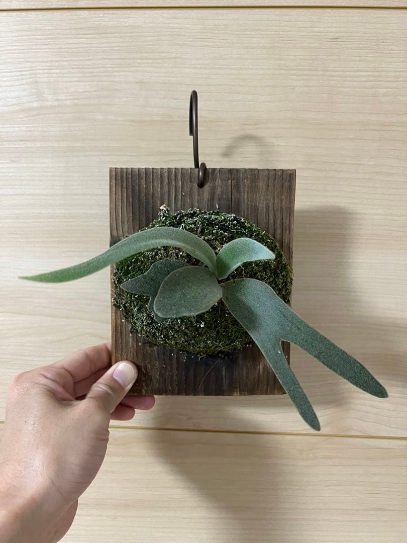 P.willinckii sparrowX ビカクシダ