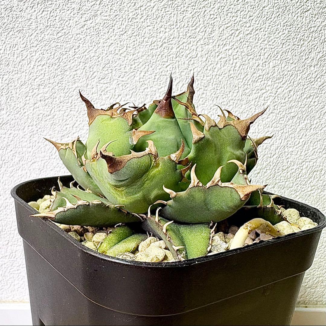 アガベ チタノタ 姫厳竜 【特選株・子株付】短葉・低重心・強棘 プレステラ105