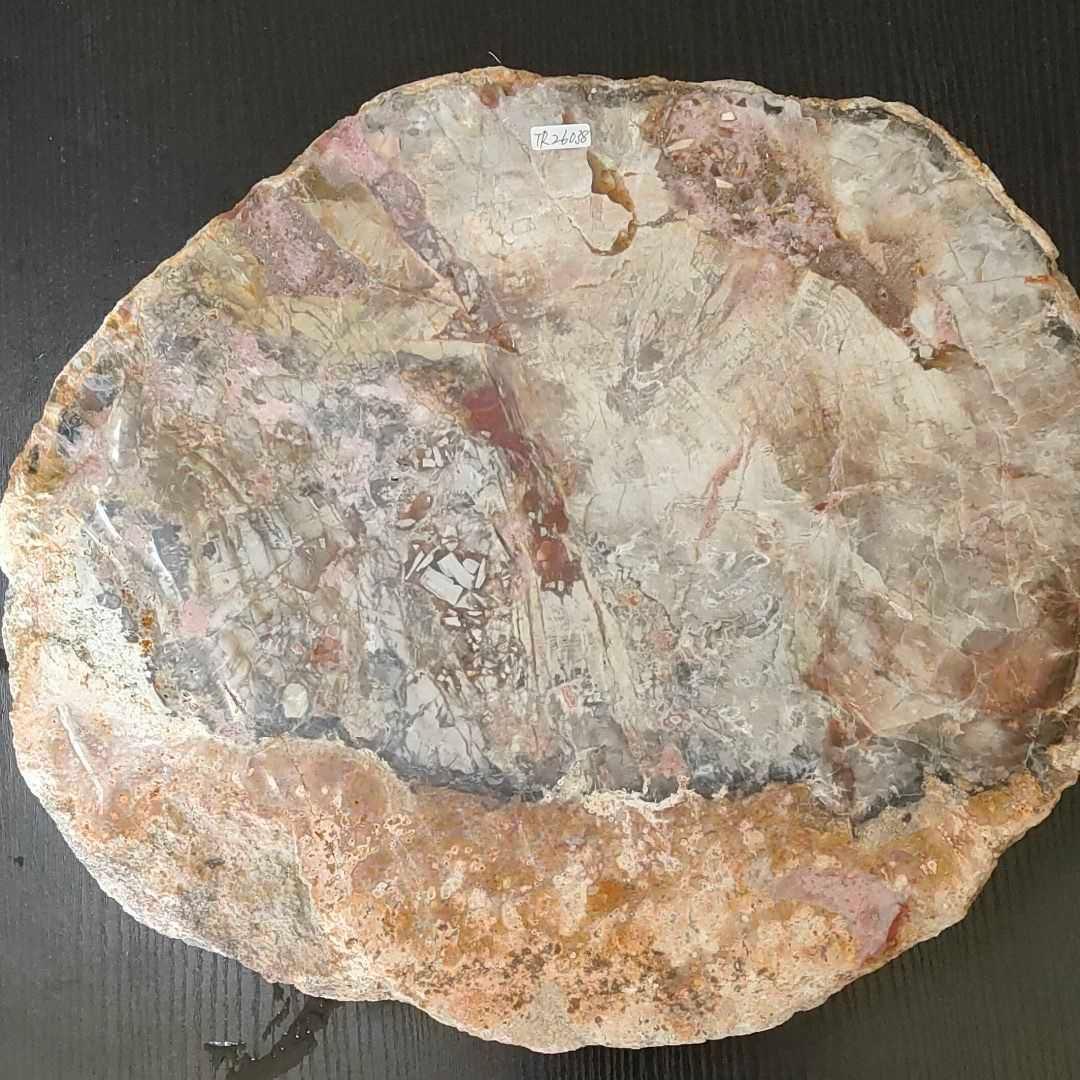 アリゾナ州で発掘された超大型珪化木の化石重量なんと21.3kg