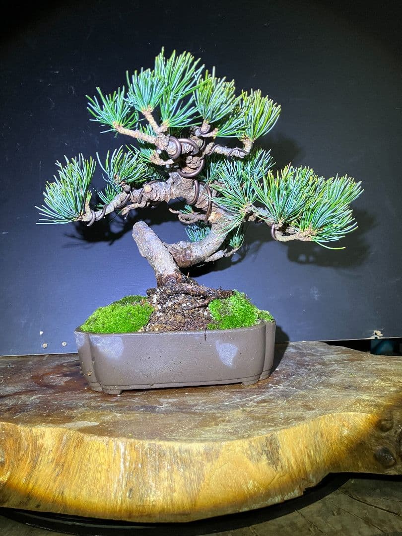 期間限定値下げ‼️銀八五葉松小品盆栽、模様木盆栽