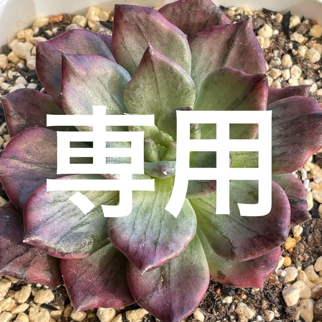 ひなまま☆！　シルバープリンス錦　ブラックプリンス錦覆輪