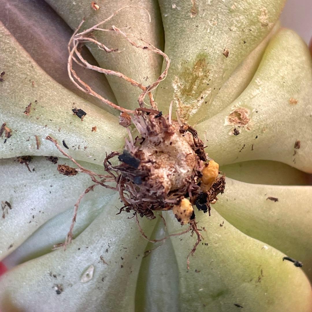 ひなまま☆！　シルバープリンス錦　ブラックプリンス錦覆輪