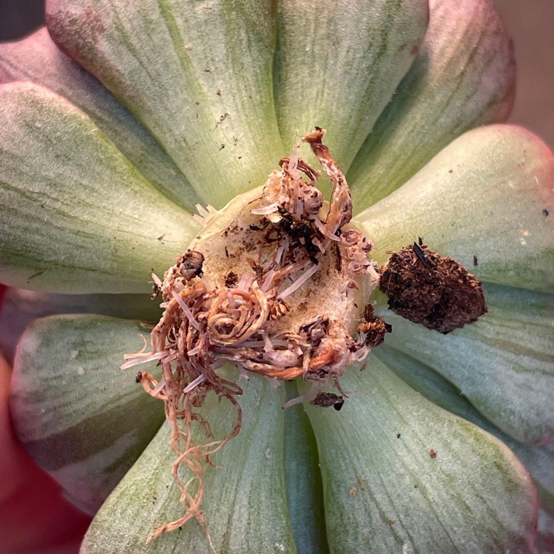 ひなまま☆！　シルバープリンス錦　ブラックプリンス錦覆輪