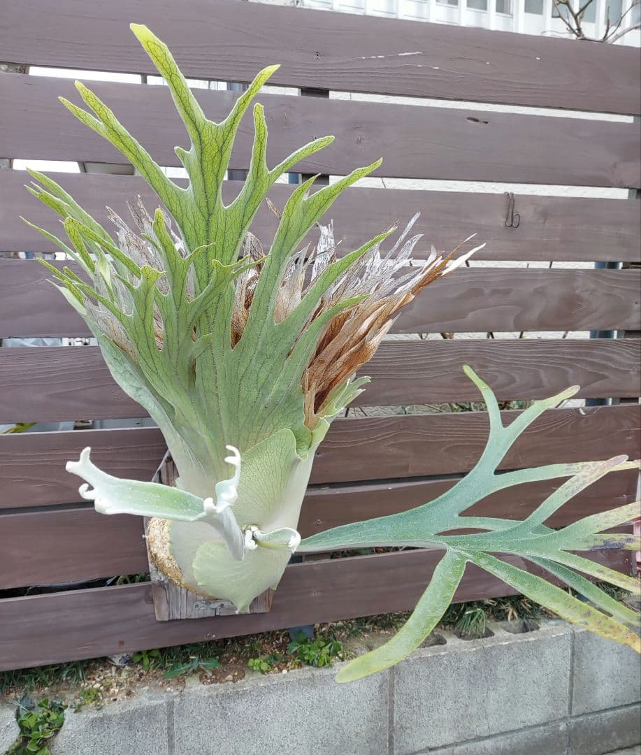 PS-1　株分け　ビカクシダ　コウモリラン