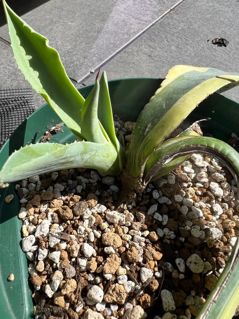 し*ち様 アガベ　オバティフォリアオルカ　発根済み子株