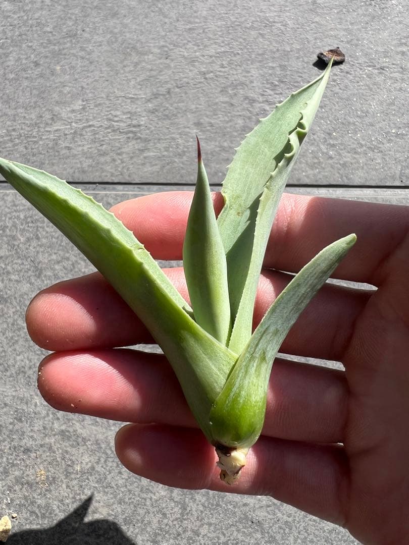 し*ち様 アガベ　オバティフォリアオルカ　発根済み子株