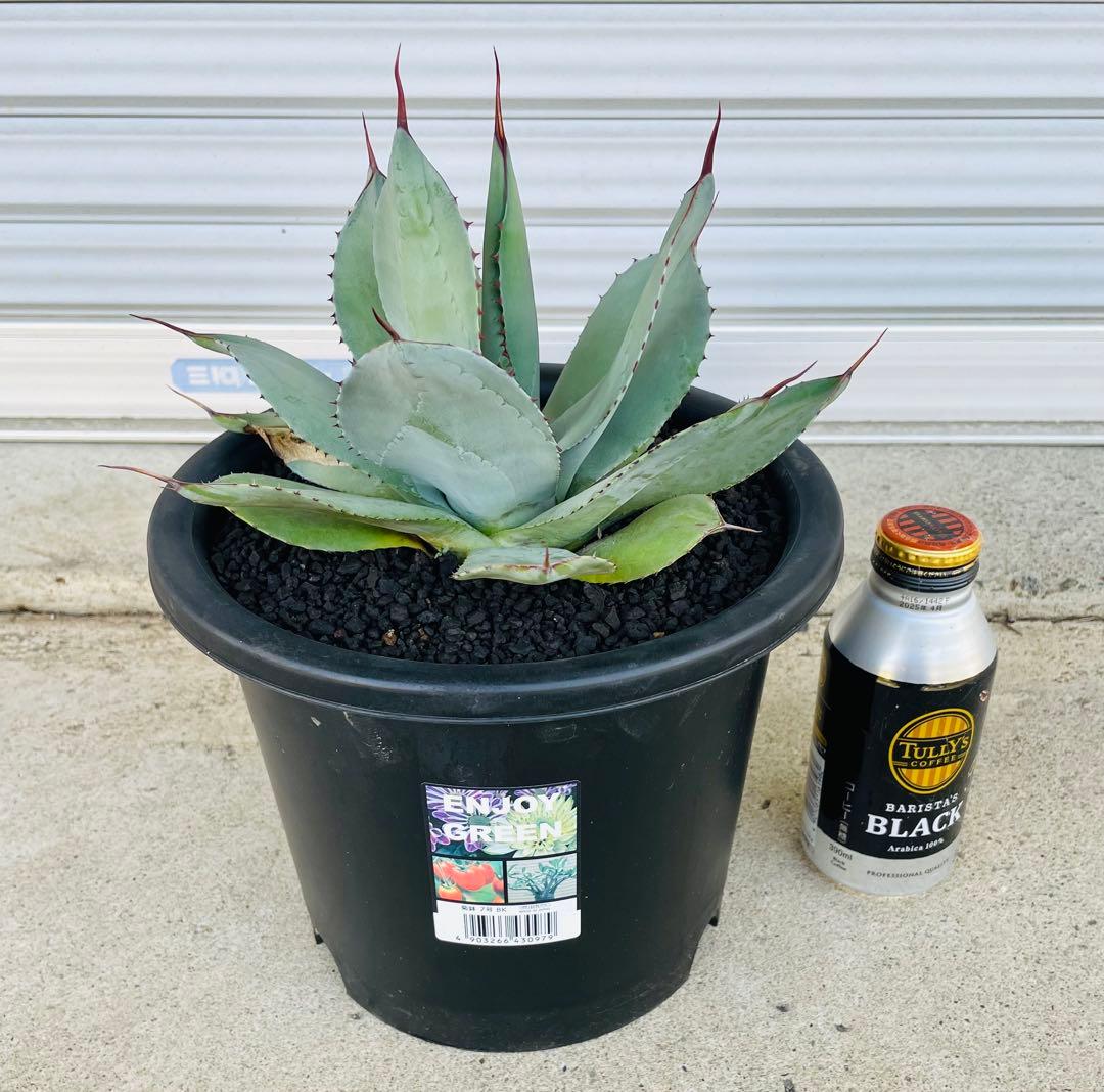 パリー　トランカータ