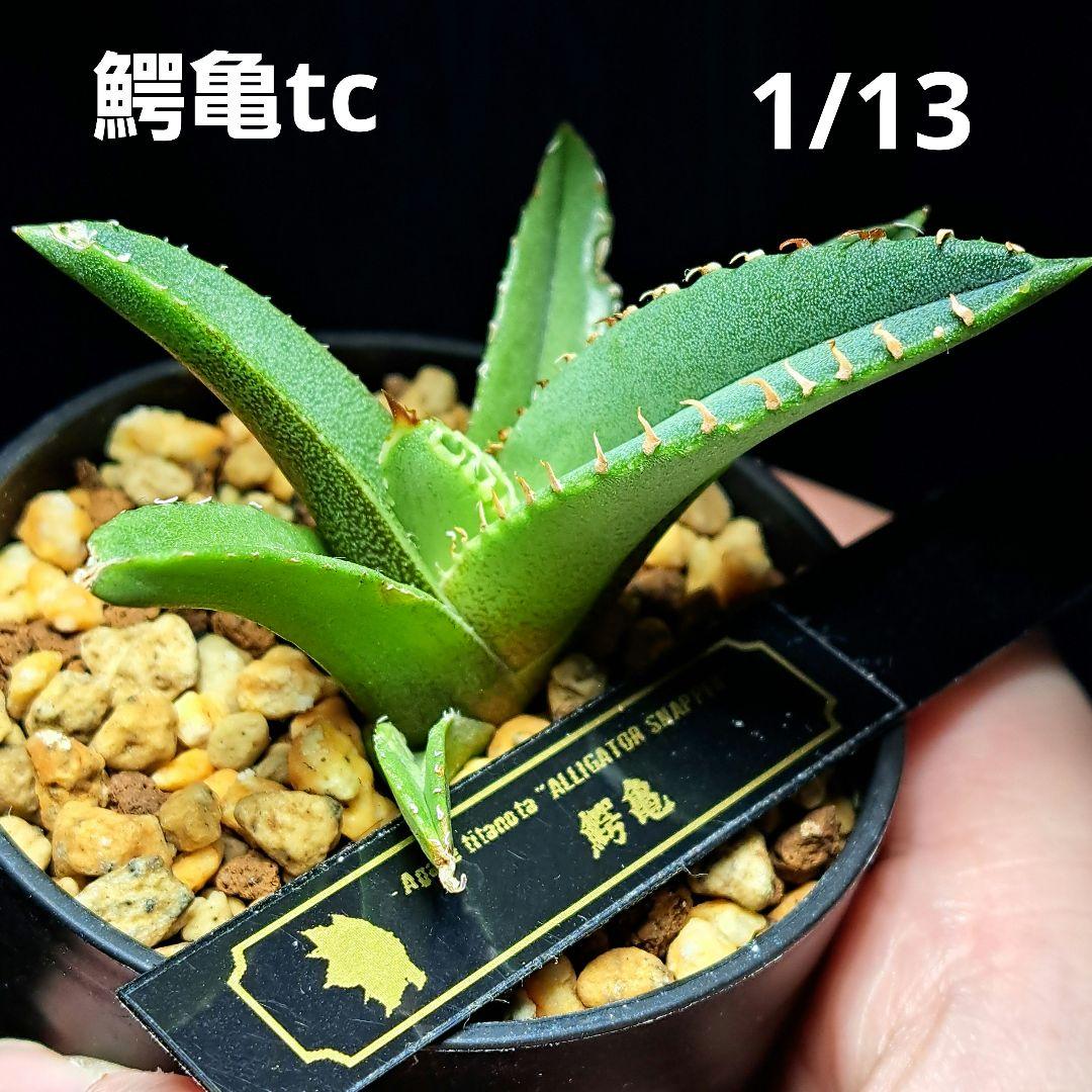★発根活着済安定株★鰐亀★　アガベ　チタノタ　スタッズ　鰐亀　②