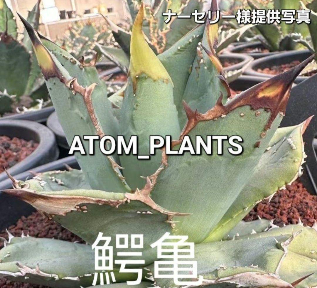 ★発根活着済安定株★鰐亀★　アガベ　チタノタ　スタッズ　鰐亀　②