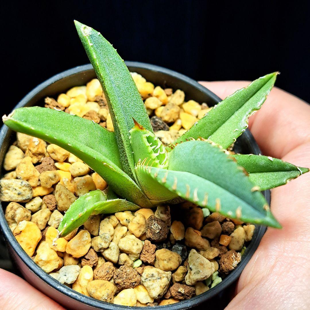 ★発根活着済安定株★鰐亀★　アガベ　チタノタ　スタッズ　鰐亀　②