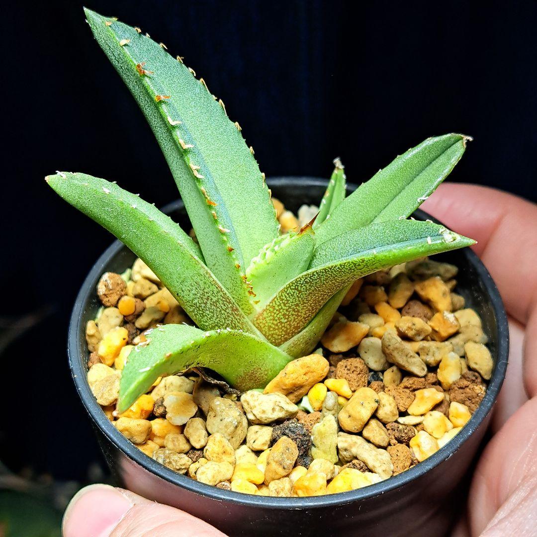 ★発根活着済安定株★鰐亀★　アガベ　チタノタ　スタッズ　鰐亀　②