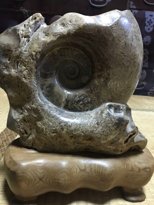 アンモナイト 化石 白亜紀 縫合線 研磨 台座付き
