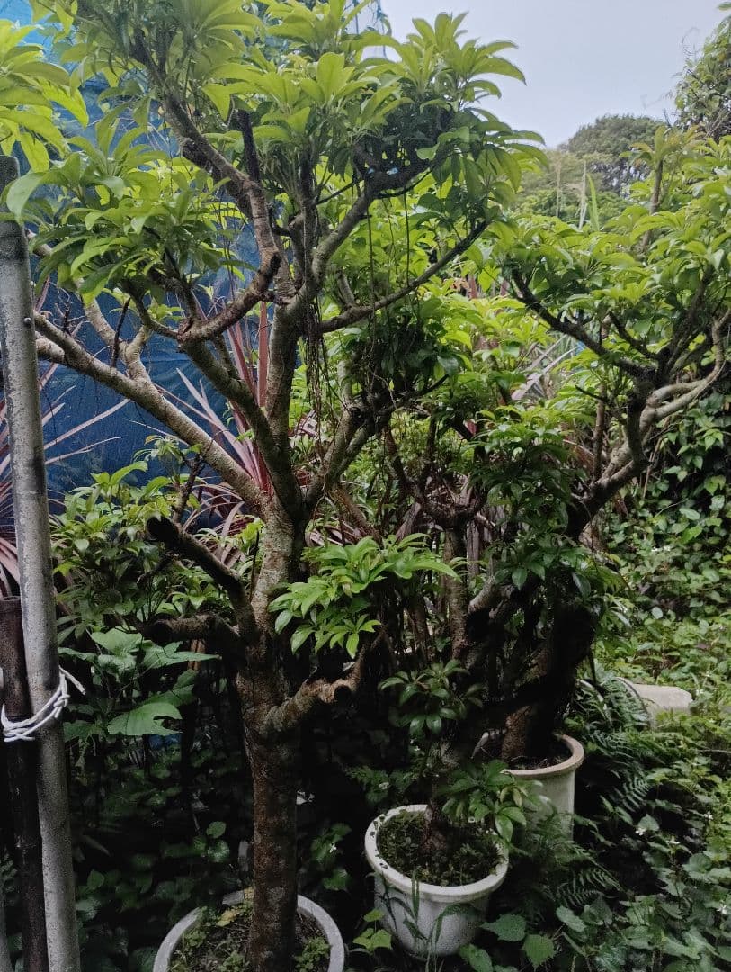 シェフレラ専用