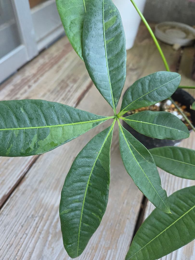 ま*ー様 パキラ　ムーンライト　実生苗