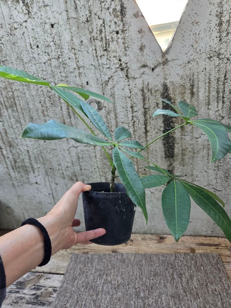 ま*ー様 パキラ　ムーンライト　実生苗