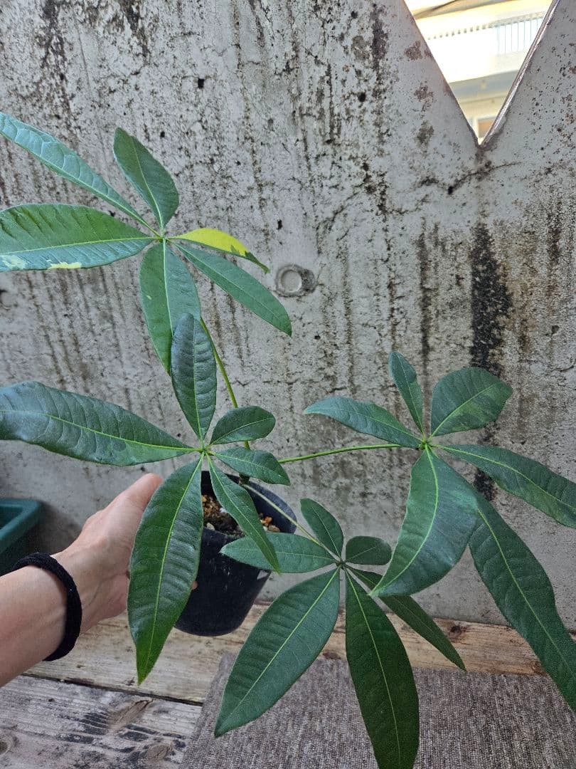 ま*ー様 パキラ　ムーンライト　実生苗