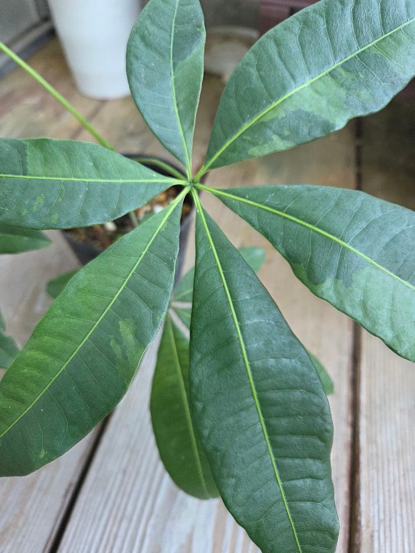 ま*ー様 パキラ　ムーンライト　実生苗