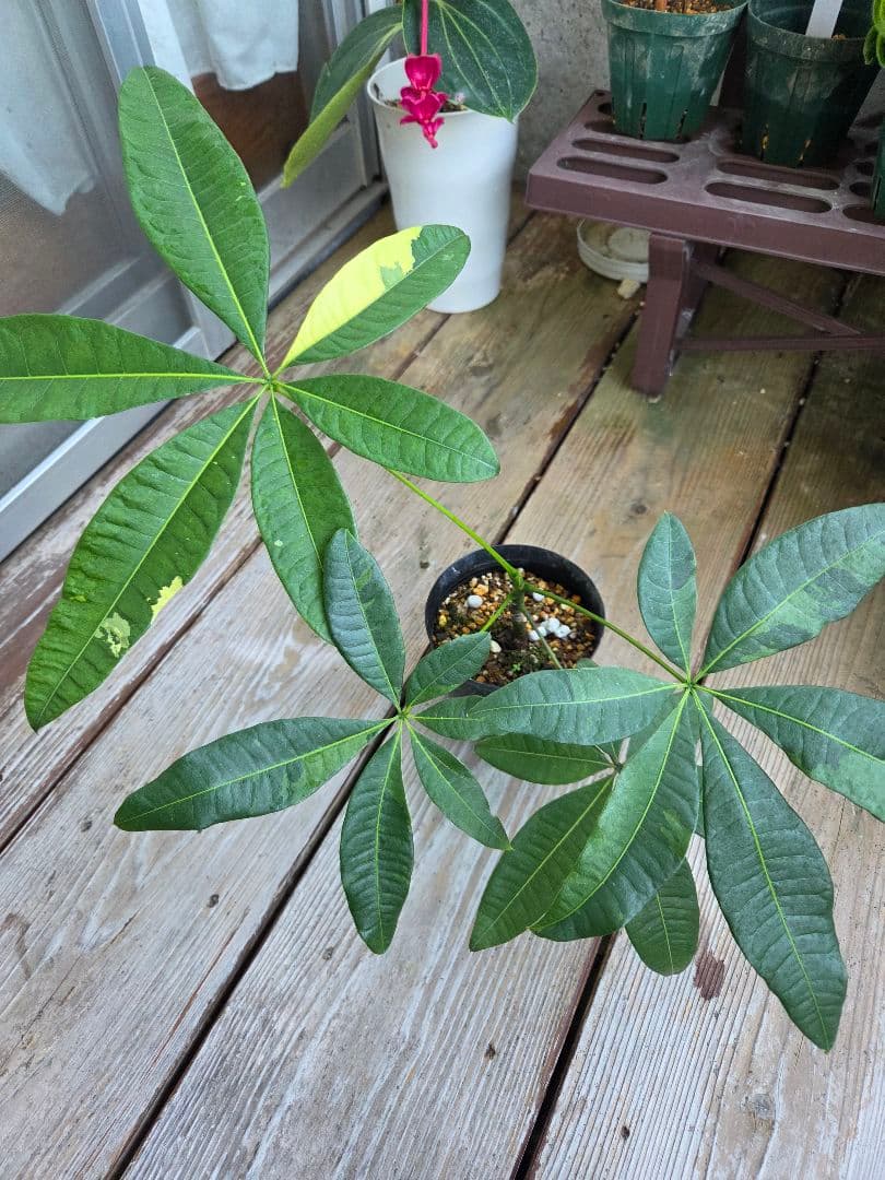 ま*ー様 パキラ　ムーンライト　実生苗