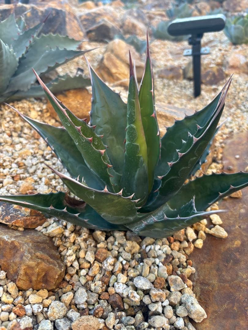 来月消しますので早い者勝ち‼️ アガベイラン産　モンタナ　大株　メルカリ便