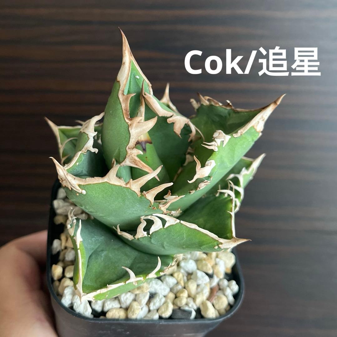 fmさま　アガベ COK CG01 追星