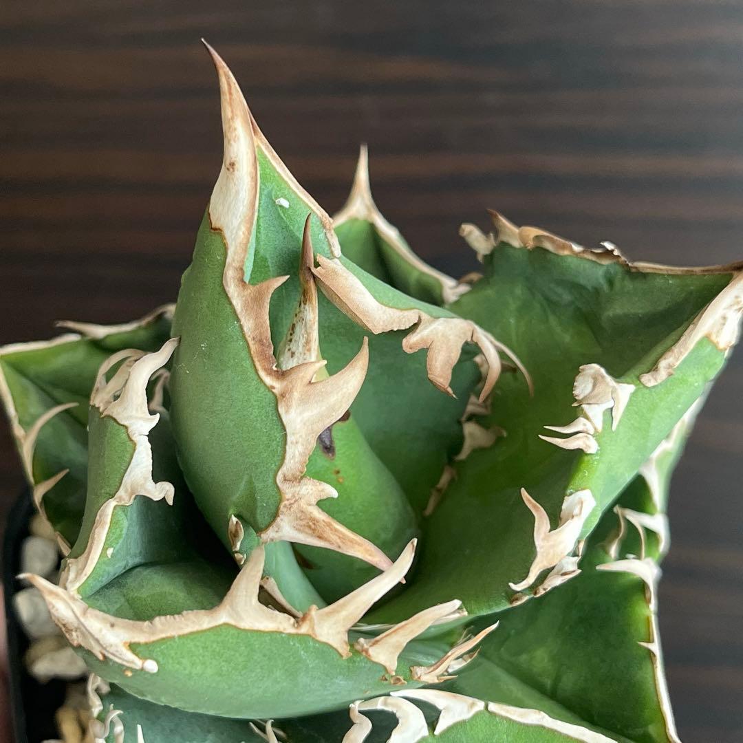 fmさま　アガベ COK CG01 追星