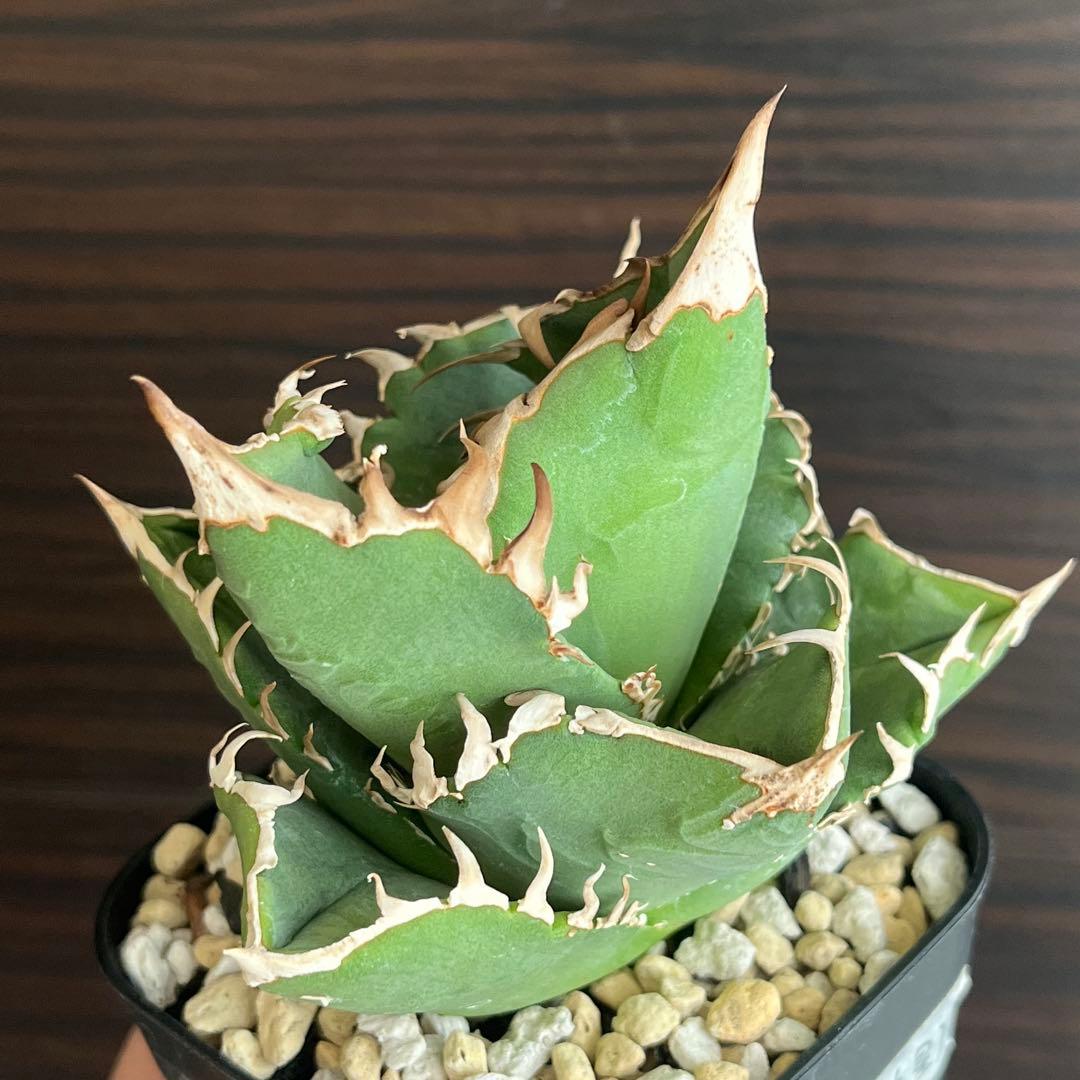 fmさま　アガベ COK CG01 追星