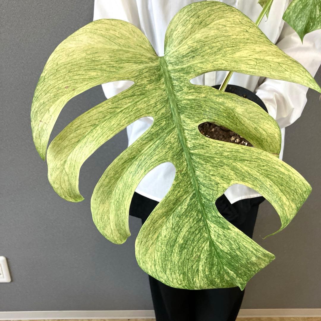 ☆*☆様 超絶希少❗️サイズ大❗️美株❗️モンステラ　フルミント✨