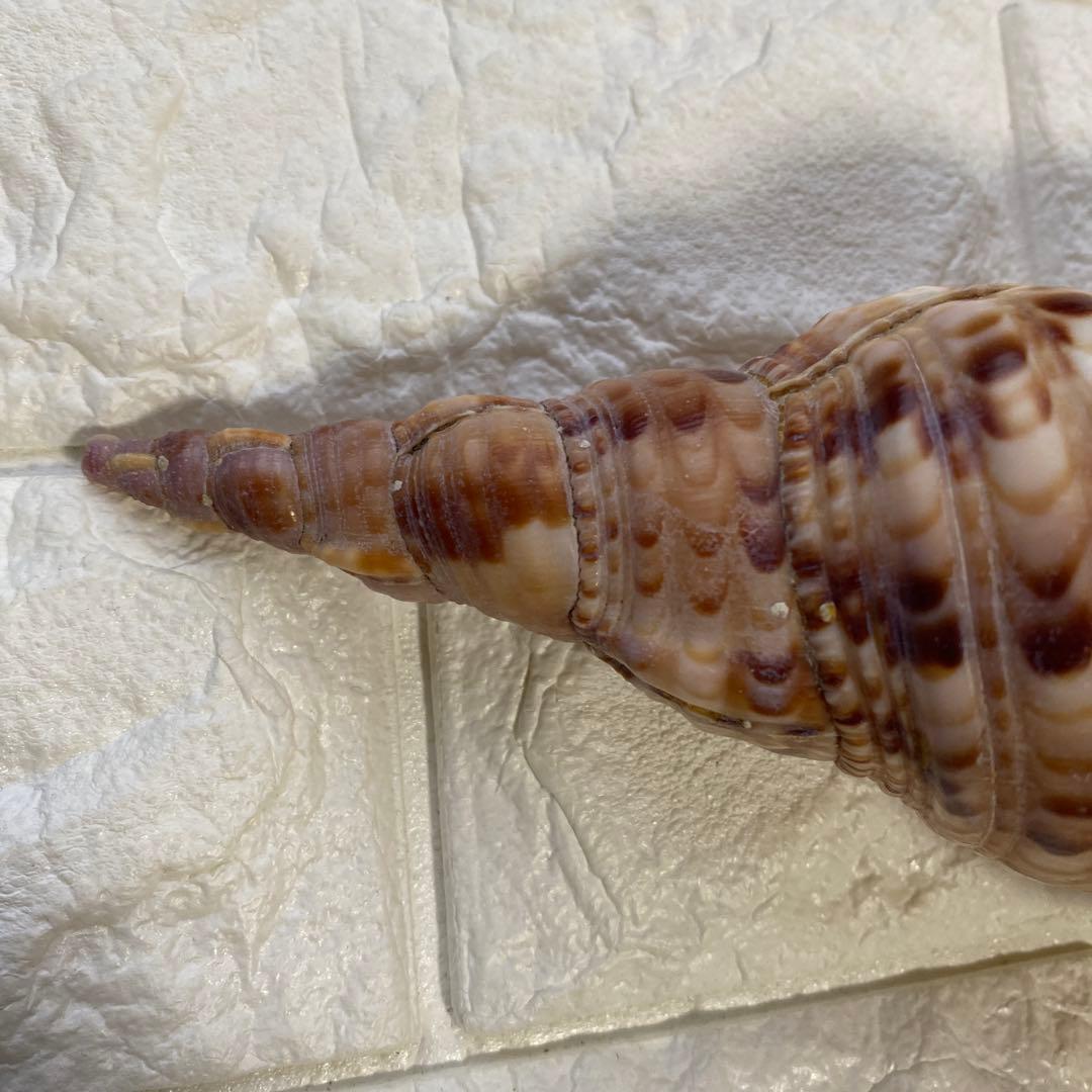 法螺貝　ホラ貝　置物　インテリア　約27cm