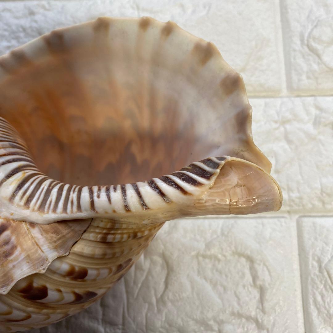 法螺貝　ホラ貝　置物　インテリア　約27cm