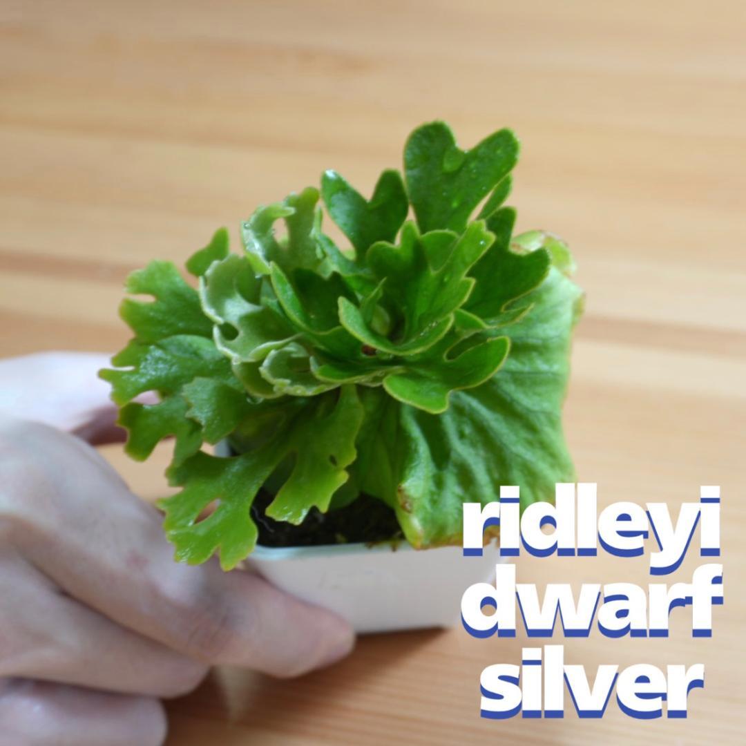 P.Ridleyi dwarf silver リドレイドワーフシルバー