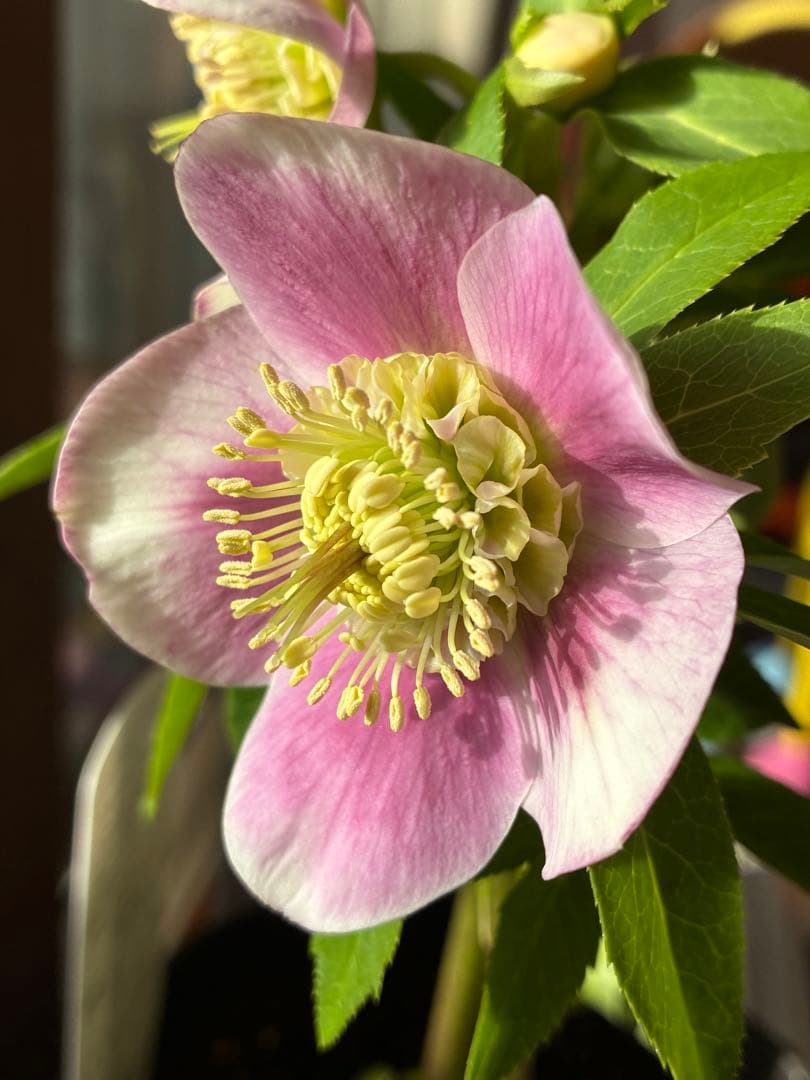 ♡広瀬園芸♡充実株　セミダブルグラデーション ベビーピンク