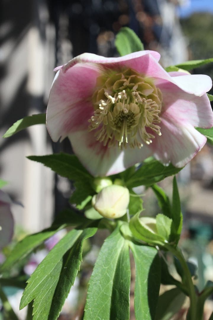 ♡広瀬園芸♡充実株　セミダブルグラデーション ベビーピンク