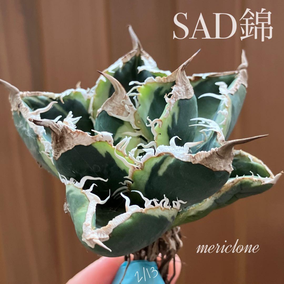 超選抜【速達】特大　優秀株　太棘　アガべ　チタノタ　SAD錦　覆輪斑　TC
