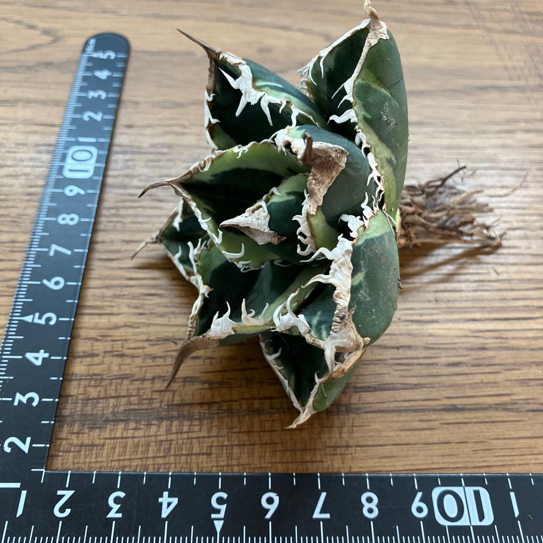 超選抜【速達】特大　優秀株　太棘　アガべ　チタノタ　SAD錦　覆輪斑　TC