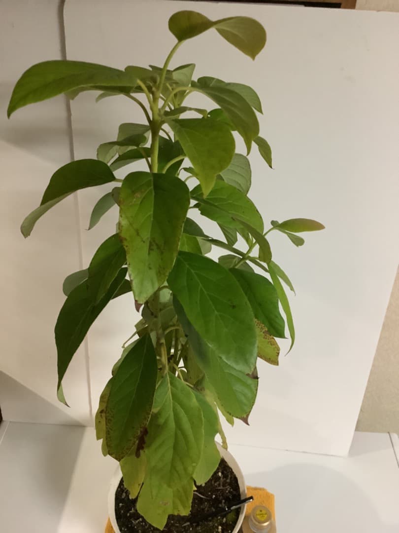 アボカド大株苗【現品】