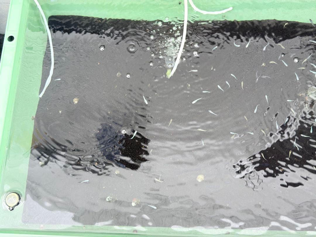 メダカ飼育容器オーバーフロー加工済プラ舟80L 2個セット トロ舟 プランター