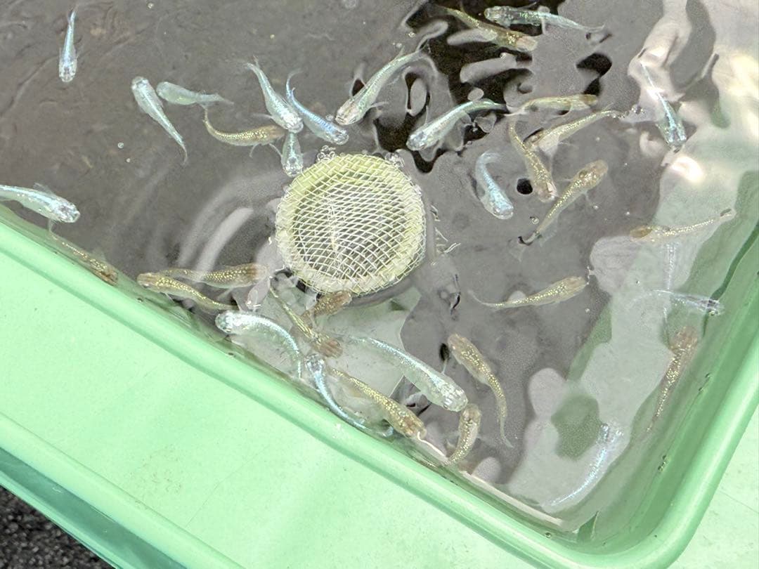 メダカ飼育容器オーバーフロー加工済プラ舟80L 2個セット トロ舟 プランター