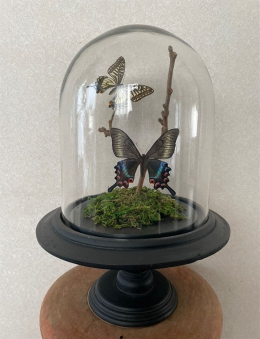 【標本☆アゲハ】アンティーク・ガラスドーム