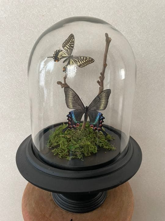 【標本☆アゲハ】アンティーク・ガラスドーム