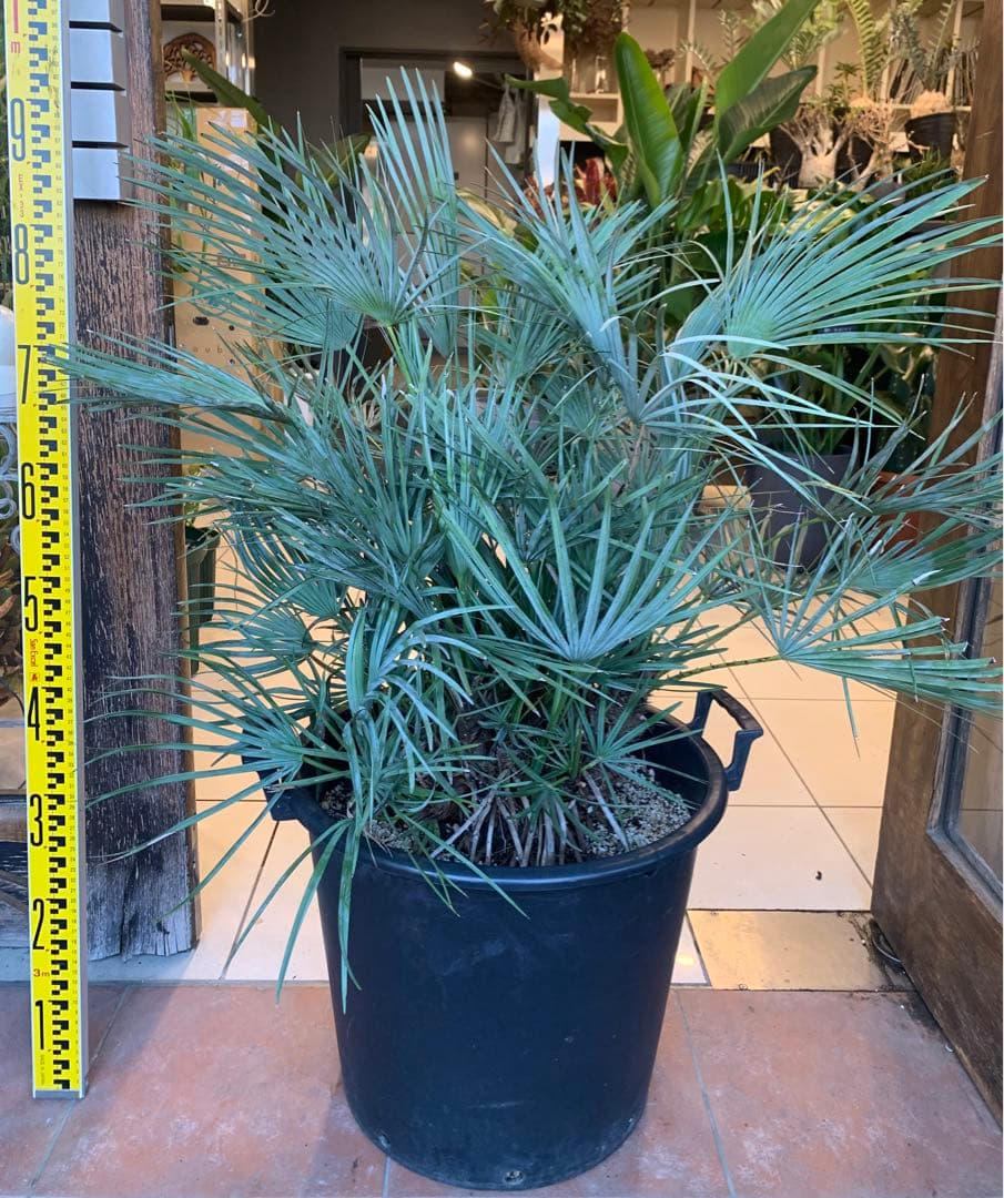 チャメロプス フミリス セリフェラ シルバーブルー