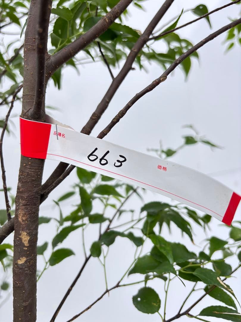 ねこがみ 美しい樹形が魅力 山採り ハイノキ 株立 663 樹高1.5m位