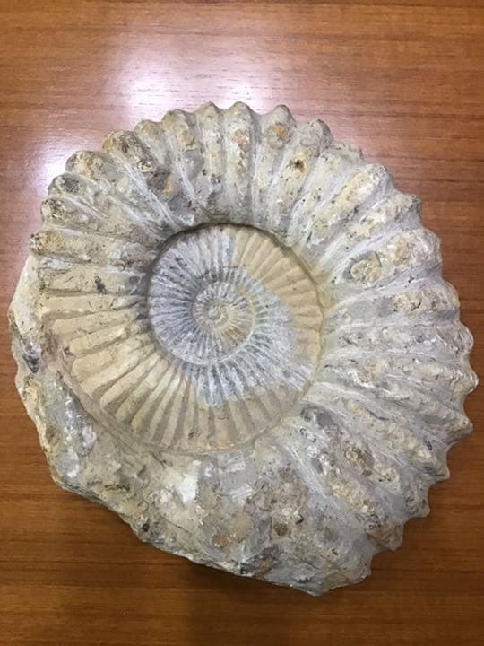 アンモナイト化石　巨大　モロッコ出土