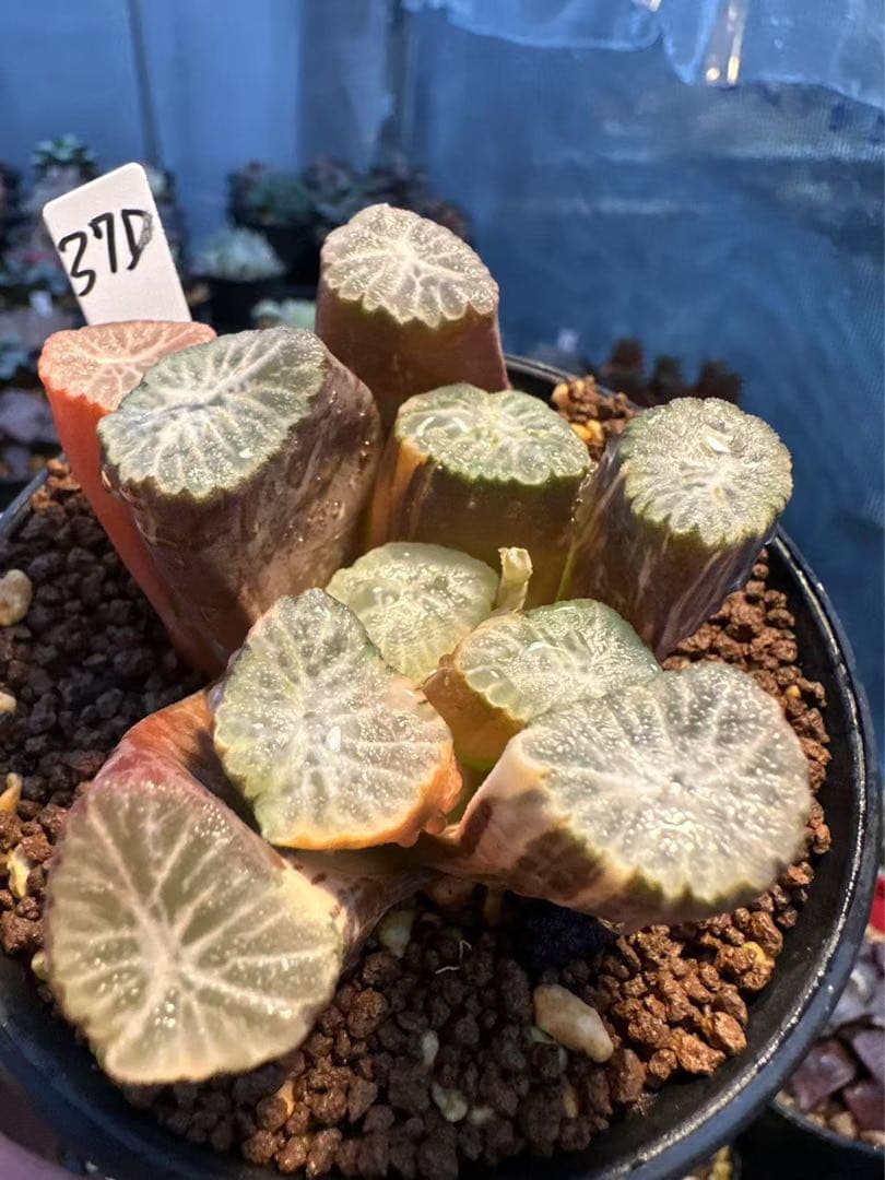 37d ハオルチア　多肉植物　金子短葉万象錦　自家繁殖