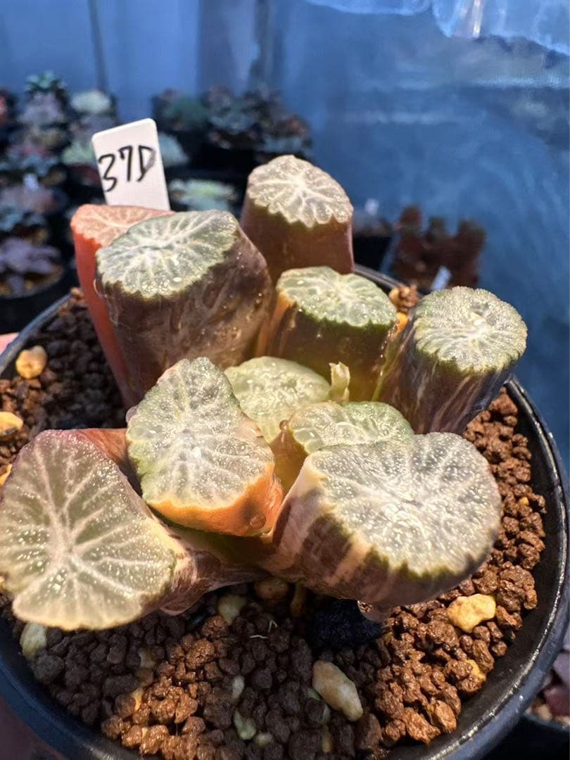 37d ハオルチア　多肉植物　金子短葉万象錦　自家繁殖