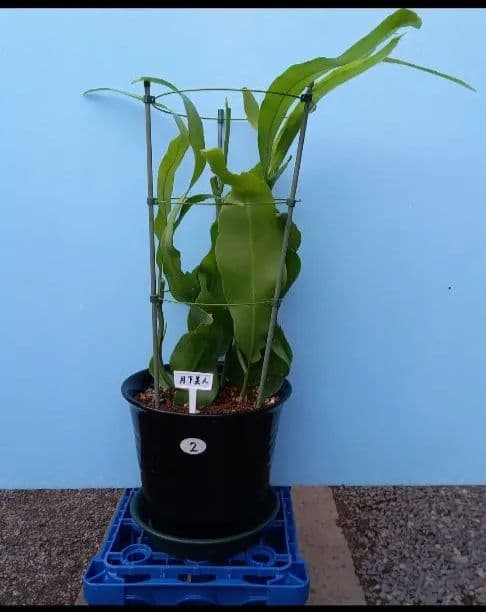 月下美人 2 支柱鉢付き