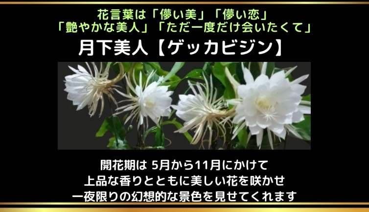 月下美人 2 支柱鉢付き