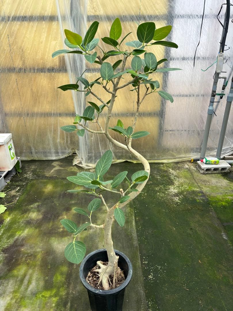 螺旋状ベンガレンシス　10号約1.7メートル　現品