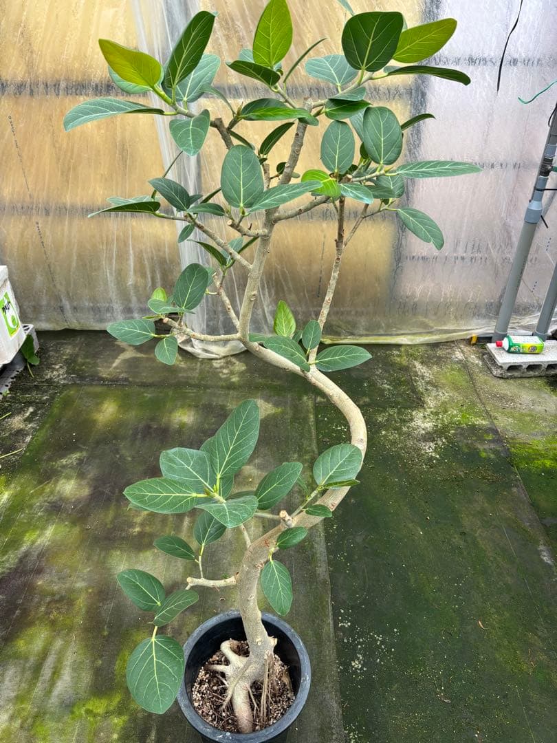 螺旋状ベンガレンシス　10号約1.7メートル　現品