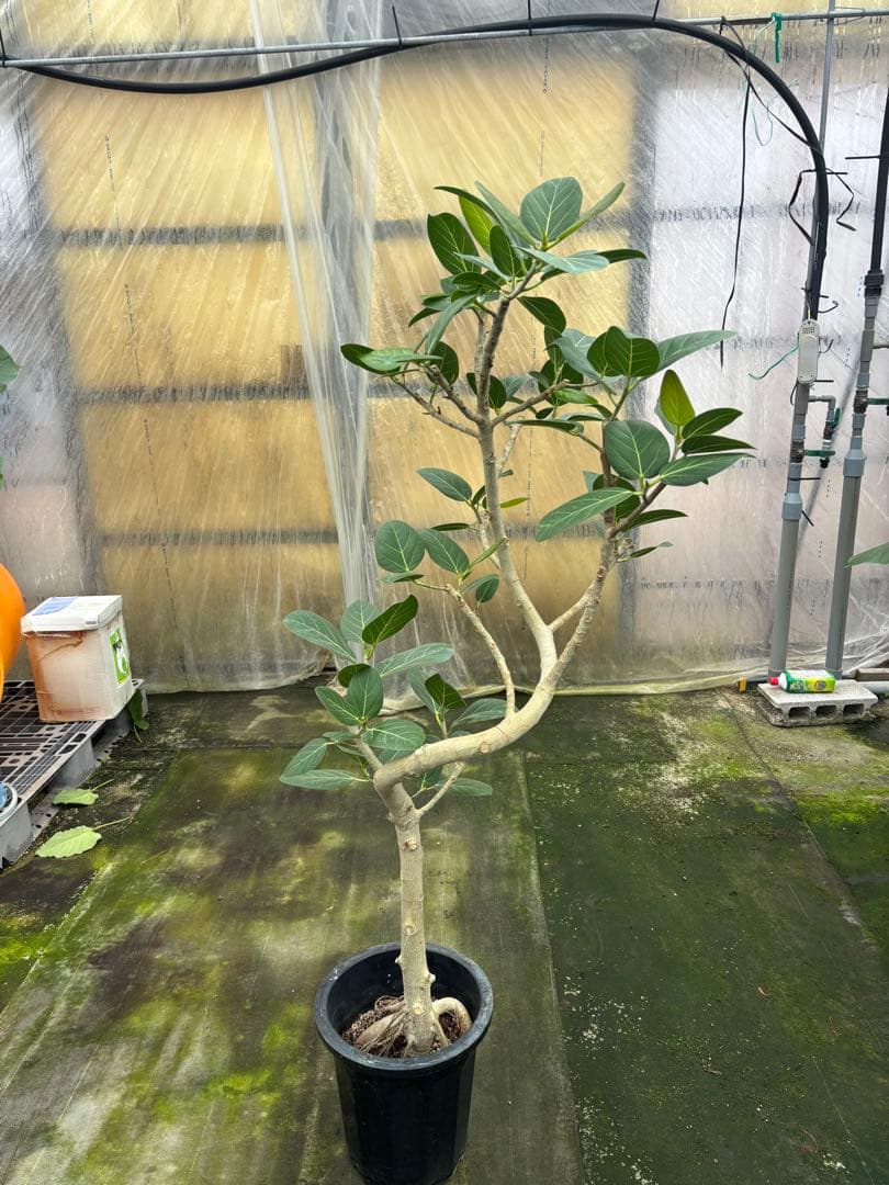 螺旋状ベンガレンシス　10号約1.7メートル　現品