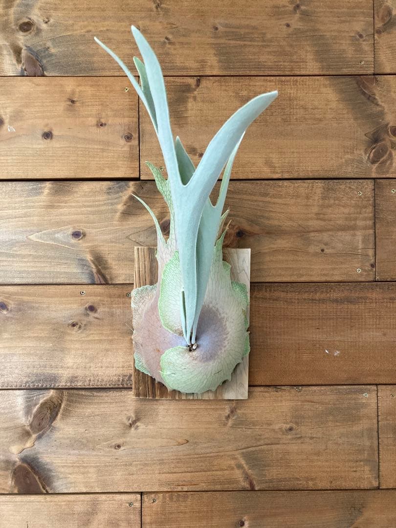 ビカクシダ ベイチーワイルド oc